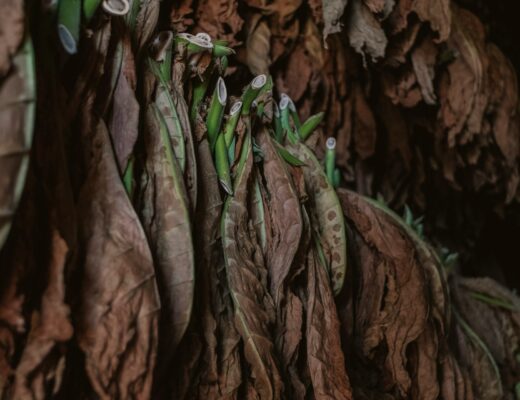 feuilles de tabac séchées suspendues avec étiquettes de contrôle