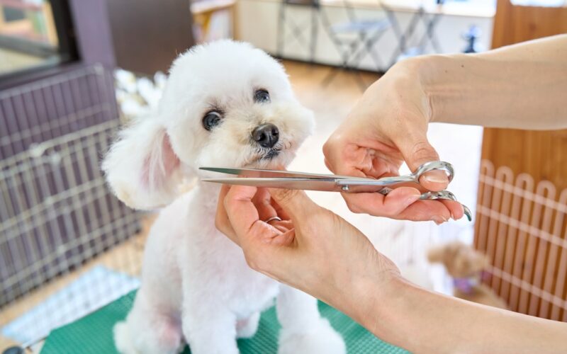 A small white dog being cut with a pair of scissors
